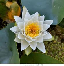 Attēlu rezultāti vaicājumam “Nymphaea alba leaf”