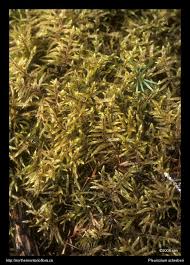 Attēlu rezultāti vaicājumam “Pleurozium schreberi sporophyte”