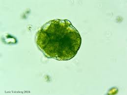 Attēlu rezultāti vaicājumam “Blasia pusilla sporophyte”