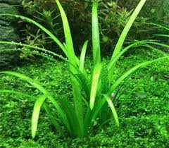 「水蘭」的圖片搜尋結果