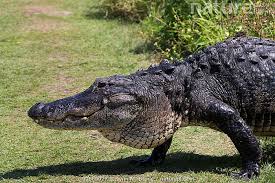 Image result for Alligator mississippiensis
