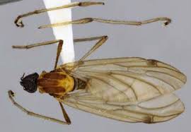 Attēlu rezultāti vaicājumam “Bibionidae”