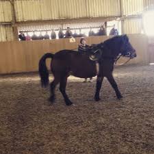 Image result for South Weylands Equestrian