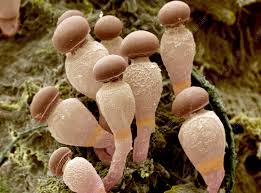 Attēlu rezultāti vaicājumam “Pilobolus crystallinus”