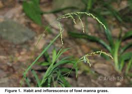 Attēlu rezultāti vaicājumam “Glyceria striata”