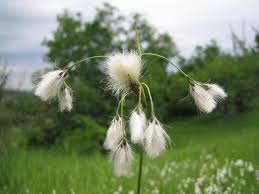 Attēlu rezultāti vaicājumam “Eriophorum latifolium”