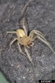 Attēlu rezultāti vaicājumam “Cheiracanthium sp. male”