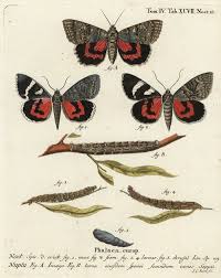 Attēlu rezultāti vaicājumam “Agrochola helvola imago”