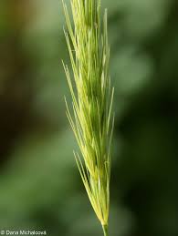 Attēlu rezultāti vaicājumam “Hordelymus europaeus fruit”