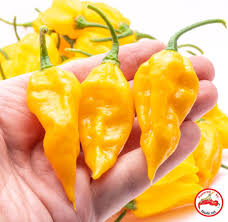 Afbeeldingsresultaat voor yellow fratali hot pepper
