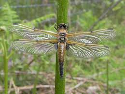 Attēlu rezultāti vaicājumam “Libellula quadrimaculata exuvia”