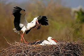 Attēlu rezultāti vaicājumam “Ciconia ciconia nest”