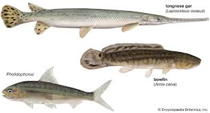 Image result for Lepisosteus osseus