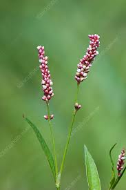 Attēlu rezultāti vaicājumam “Persicaria maculosa”