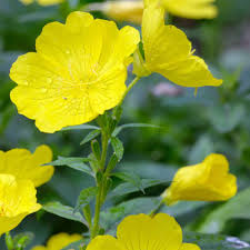 Image result for Nachtkerze