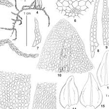 Attēlu rezultāti vaicājumam “Leskea polycarpa sporophyte”