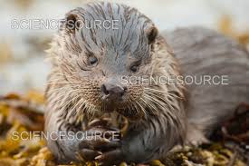 Attēlu rezultāti vaicājumam “Lutra lutra”