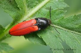 Attēlu rezultāti vaicājumam “Ampedus sanguinolentus”