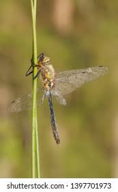 Attēlu rezultāti vaicājumam “Cordulia aenea”