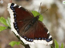 Attēlu rezultāti vaicājumam “Nymphalis antiopa upperside”