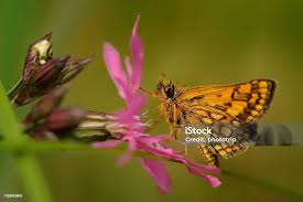 Attēlu rezultāti vaicājumam “Carterocephalus palaemon”