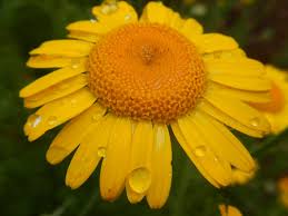 Image result for Anthemis tinctoria