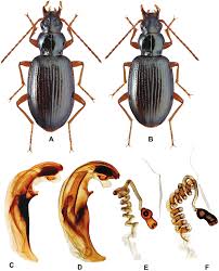 Attēlu rezultāti vaicājumam “Bembidion sp.”
