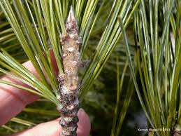 Image result for Pinus cembra