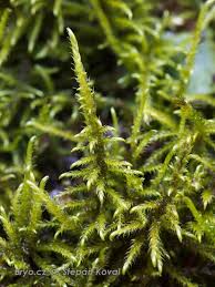 Attēlu rezultāti vaicājumam “Cratoneuron filicinum”