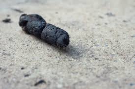 Image result for cestoda excrement dog