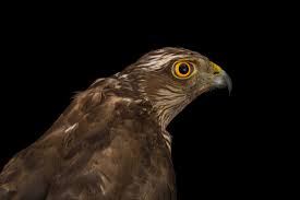 Attēlu rezultāti vaicājumam “Accipiter nisus”