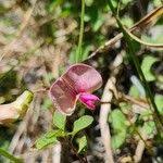Attēlu rezultāti vaicājumam “Lathyrus sylvestris fruit”