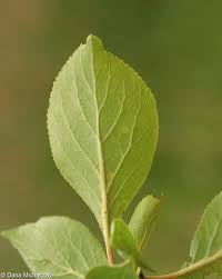 Attēlu rezultāti vaicājumam “Prunus domestica subsp. insitita”