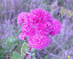 Attēlu rezultāti vaicājumam “Hylotelephium telephium flower”