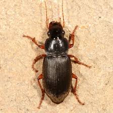 Attēlu rezultāti vaicājumam “Pseudoophonus rufipes”