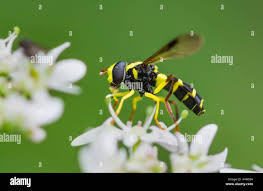 Attēlu rezultāti vaicājumam “Xanthogramma sp. male”