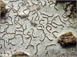 Attēlu rezultāti vaicājumam “Graphis scripta”