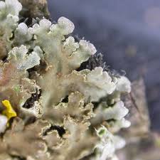 Attēlu rezultāti vaicājumam “Physconia enteroxantha”