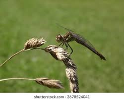 Attēlu rezultāti vaicājumam “Sympetrum vulgatum female”