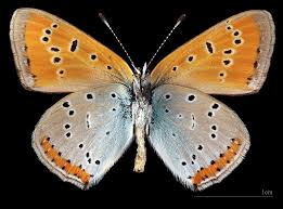 Attēlu rezultāti vaicājumam “Lycaena dispar male”