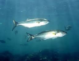 Image result for Pomatomus saltatrix