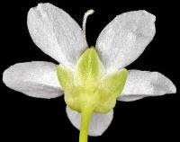 Attēlu rezultāti vaicājumam “Moehringia lateriflora flower”