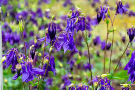 Image result for Aquilegia vulgaris
