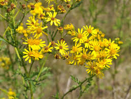 Attēlu rezultāti vaicājumam “Jacobaea vulgaris”