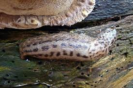 Attēlu rezultāti vaicājumam “Limax maximus”