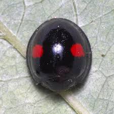 Attēlu rezultāti vaicājumam “Chilocorus renipustulatus”