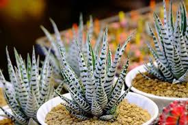 Image result for Haworthia mix