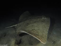 Image result for Gymnura altavela