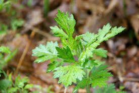 Attēlu rezultāti vaicājumam “Artemisia vulgaris leaf”
