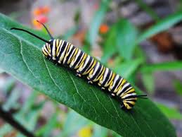 Image result for monarch caterpillar